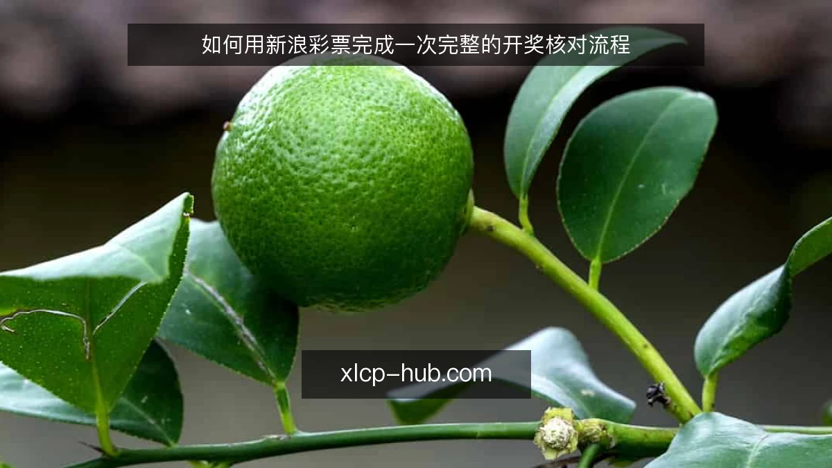 如何用新浪彩票完成一次完整的开奖核对流程